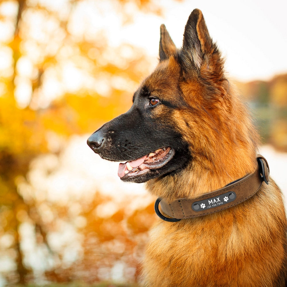 Personalised Leather Dog Collars With Lead Set - 5 Colours